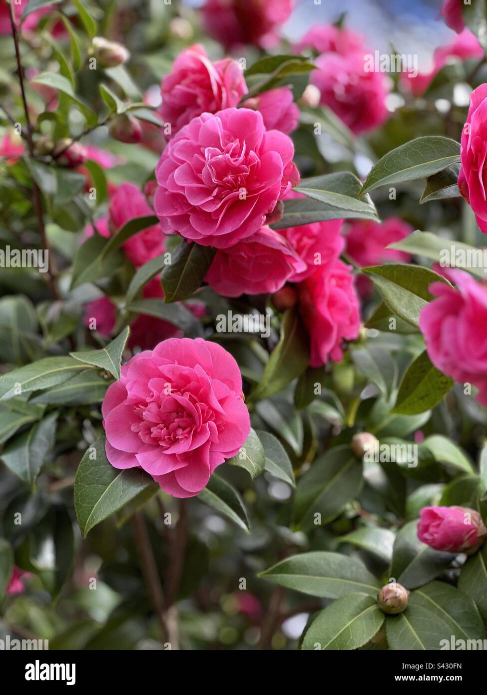 Eine leuchtend rosa Kamelie zu Beginn des Frühlings in einem englischen Garten Stockfoto
