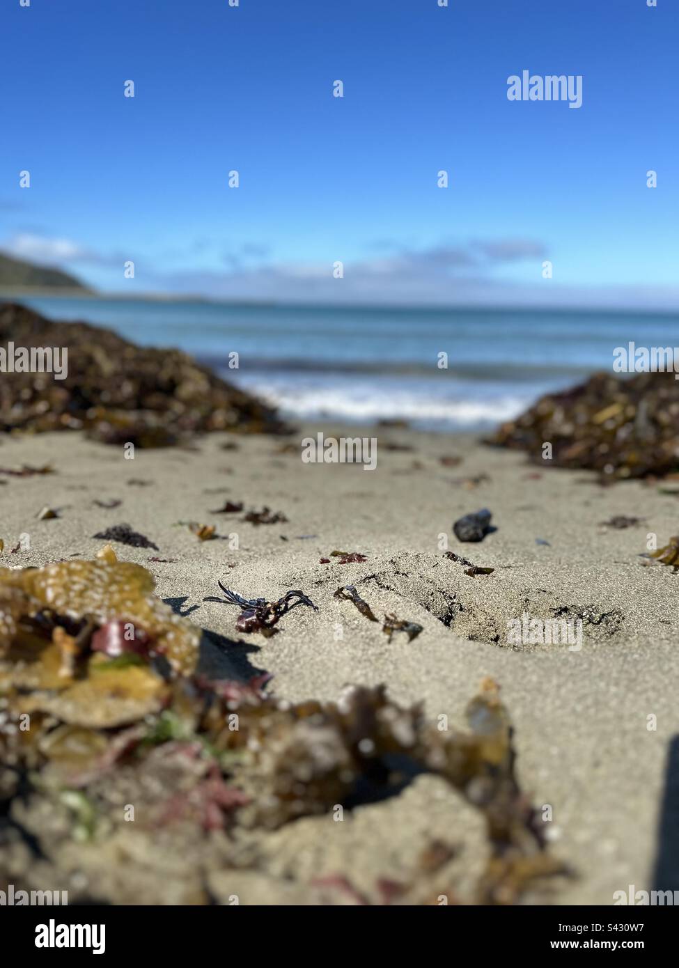 Strand mit Seetang am Ufer, Sonnenschein und blauem Wasser Stockfoto