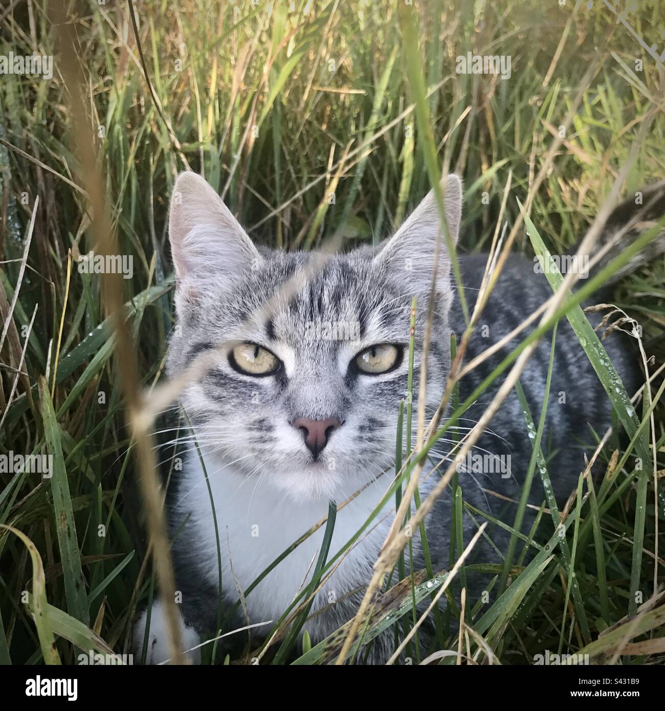 Eine Hauskatze, die im langen Gras auf dem Grund eines Familiengartens jagt Stockfoto