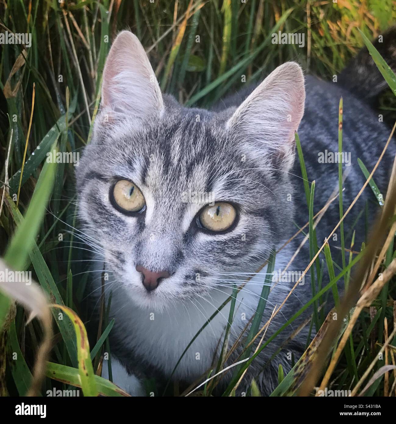 Eine süße kleine Hauskatze, die im langen Gras auf dem Grund eines Familiengartens jagt Stockfoto