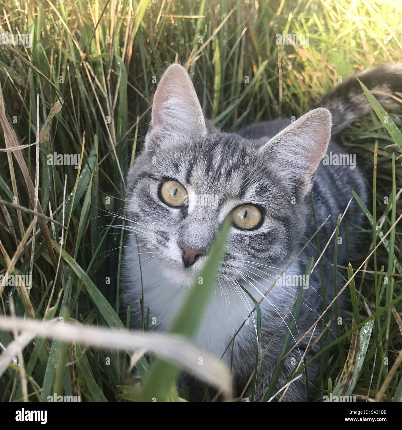 Eine überraschend aussehende kleine Hauskatze, die sich im langen Gras auf dem Grund eines Familiengartens versteckt hat Stockfoto