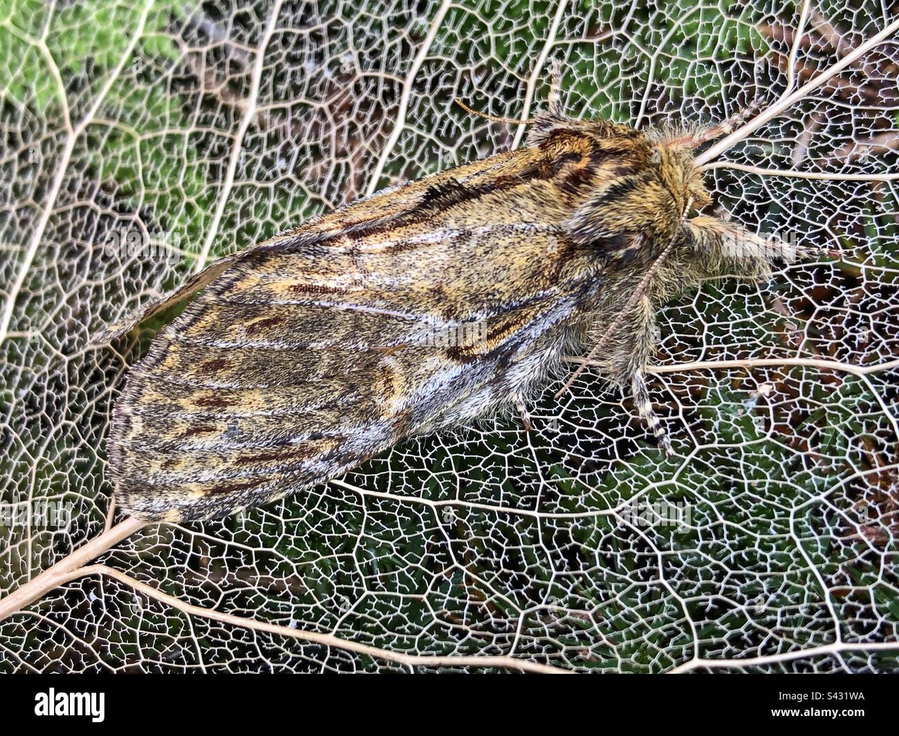 Große prominente Motten - weibliche (Peridea anceps) britische Insekten - Smartphone-aufgenommenes Stockfoto