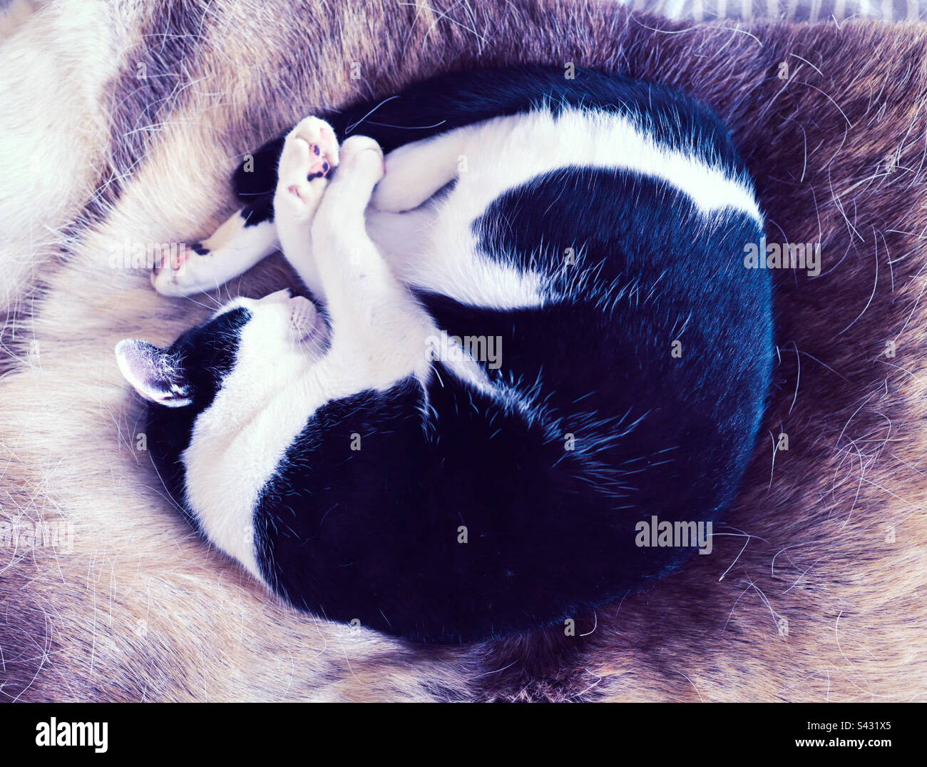 Eine schwarz-weiße Katze wird aufgerollt und schläft auf einer Rentierhaut - Smartphone-aufgenommenes Stockfoto