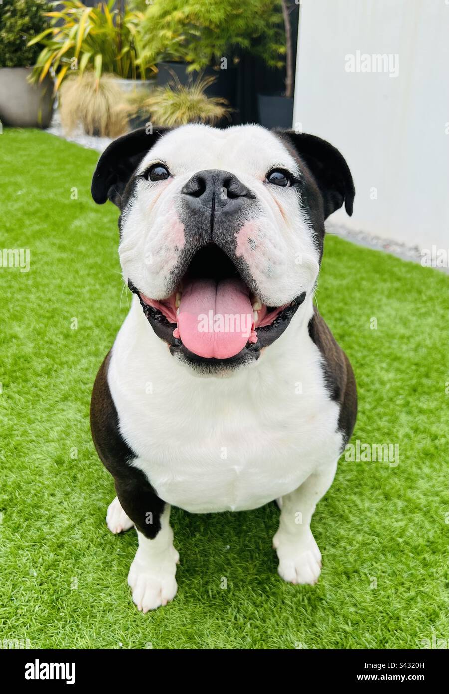 Glücklich lächelnd Hund Stockfoto