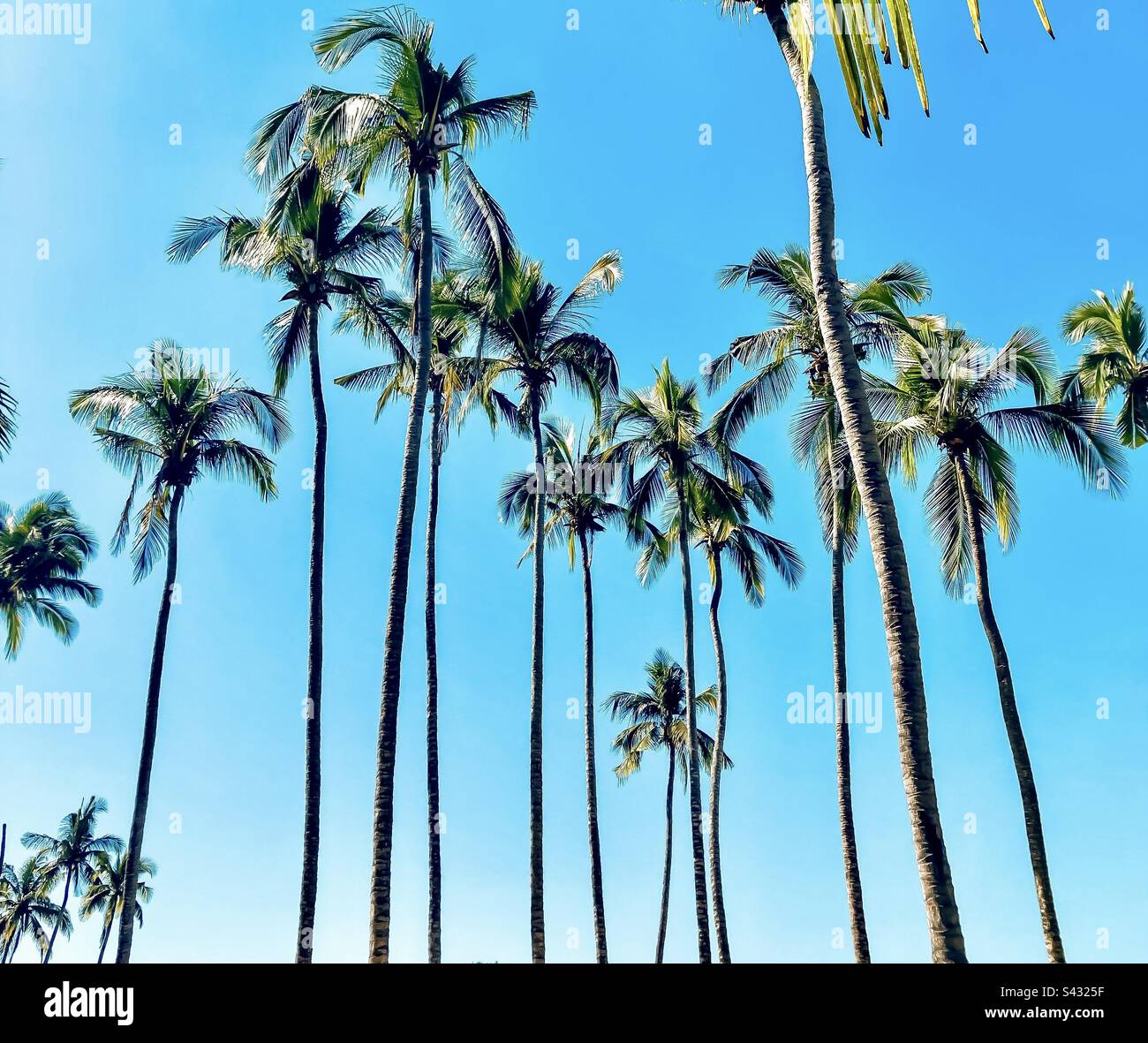 Hohe Palmen am Strand von Sayulita. Stockfoto