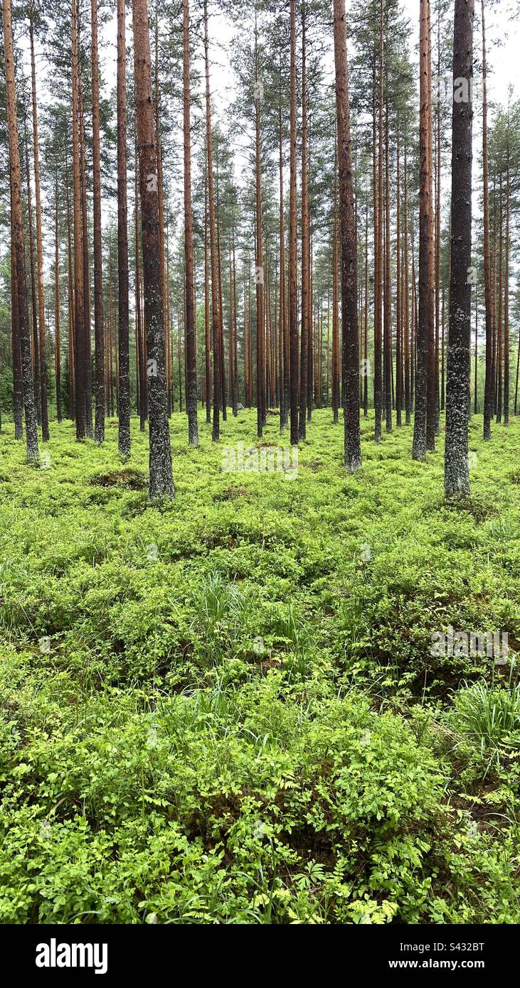 Ein finnischer Wald Stockfoto