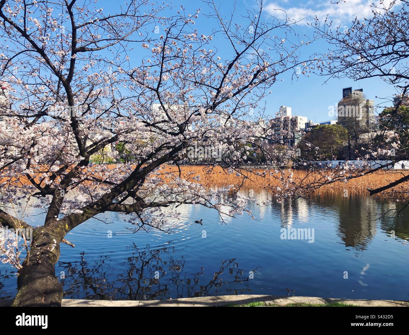 Sakura, Kirschblüte am See in Ueno, Tokio, Japan, mit Gebäuden im Hintergrund Stockfoto