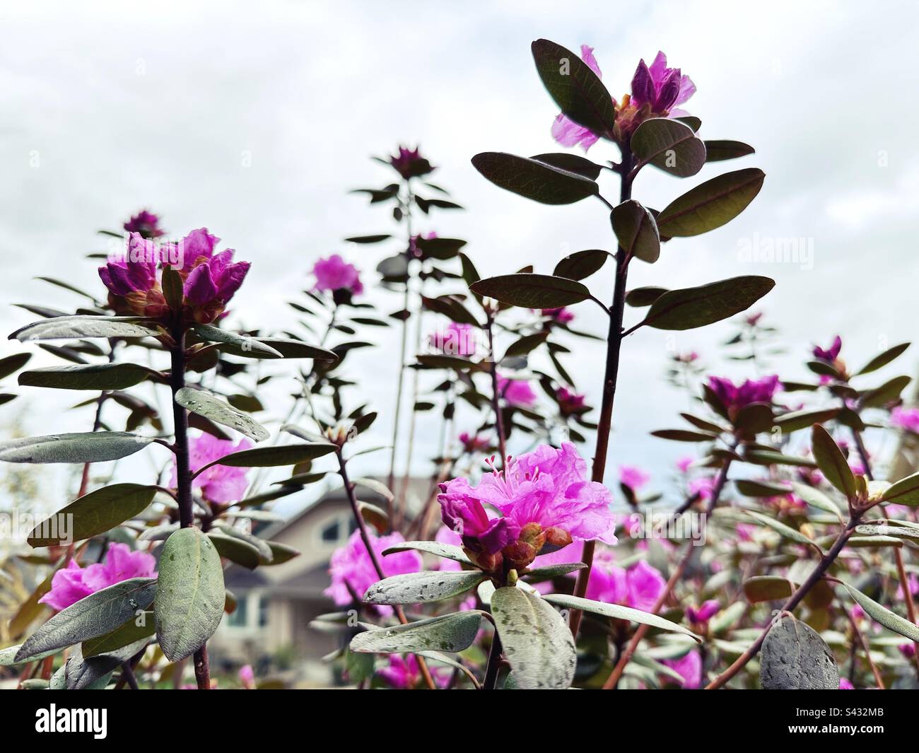 Rosa Rhododendron-Blumen in einem Garten. Stockfoto