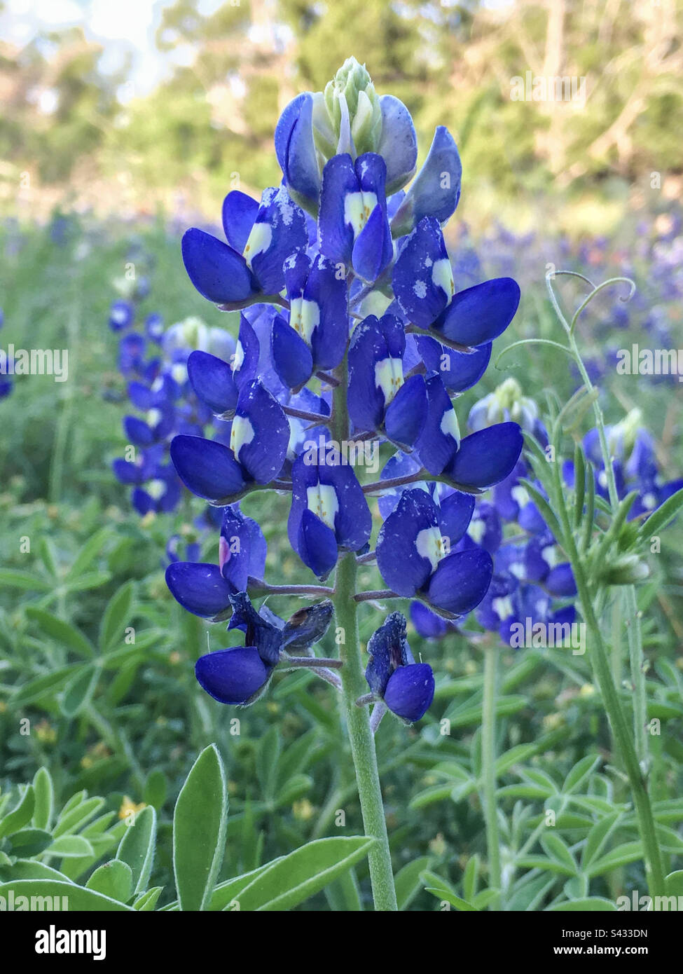 Bluebonnet Wildblumen in Texas Stockfoto