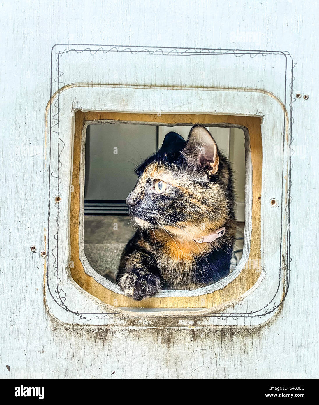Eine Katze schaut aus einem Loch, in dem eine Klappe in einer Tür angebracht wird - Smartphone-aufgenommenes Stockfoto