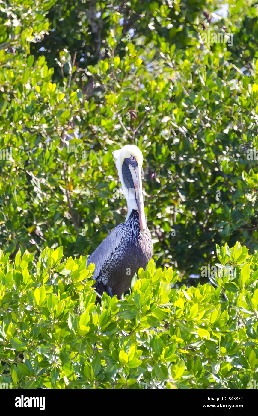 Ein großer blauer Reiher im Everglades-Nationalpark in Florida Stockfoto