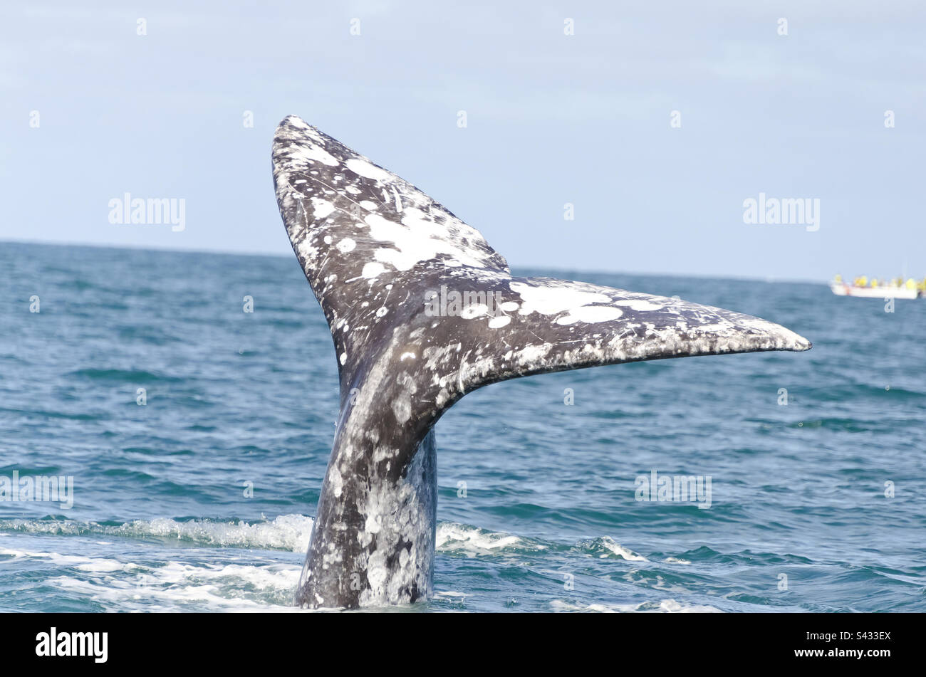 Grauwal-Schwanz in Baja California, Mexiko - Smartphone-aufgenommenes Stockfoto