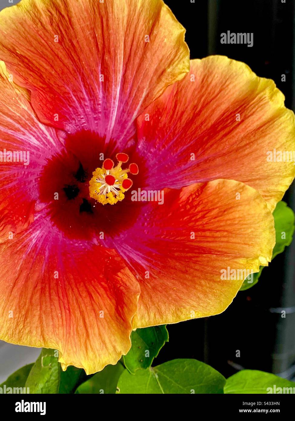 Detail einer chinesischen Hibiskusblume. - Smartphone-aufgenommenes Stockfoto