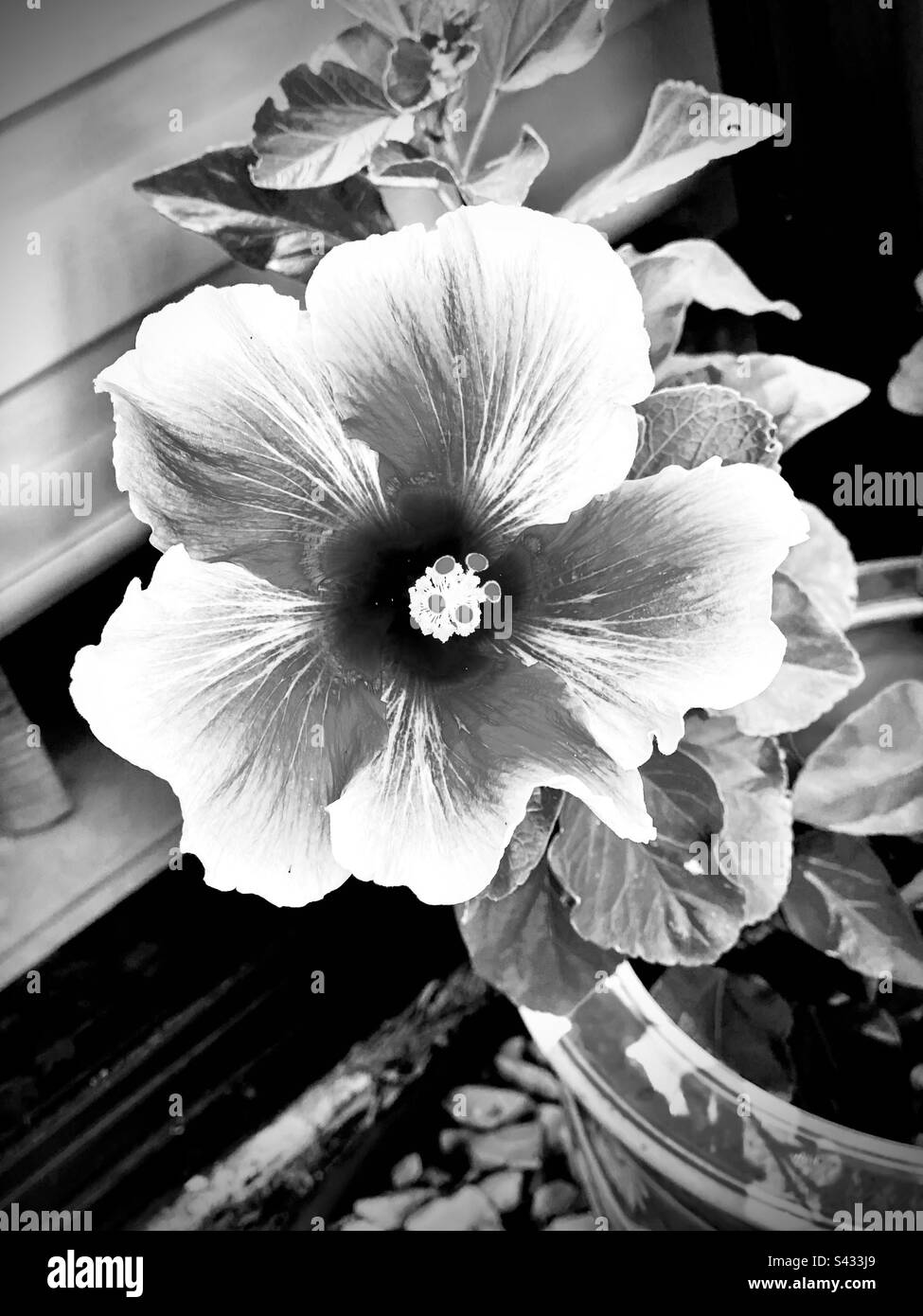 Ein chinesischer Hibiskus, fotografiert mit monochromatischen Spezialeffekten - Smartphone-aufgenommenes Stockfoto