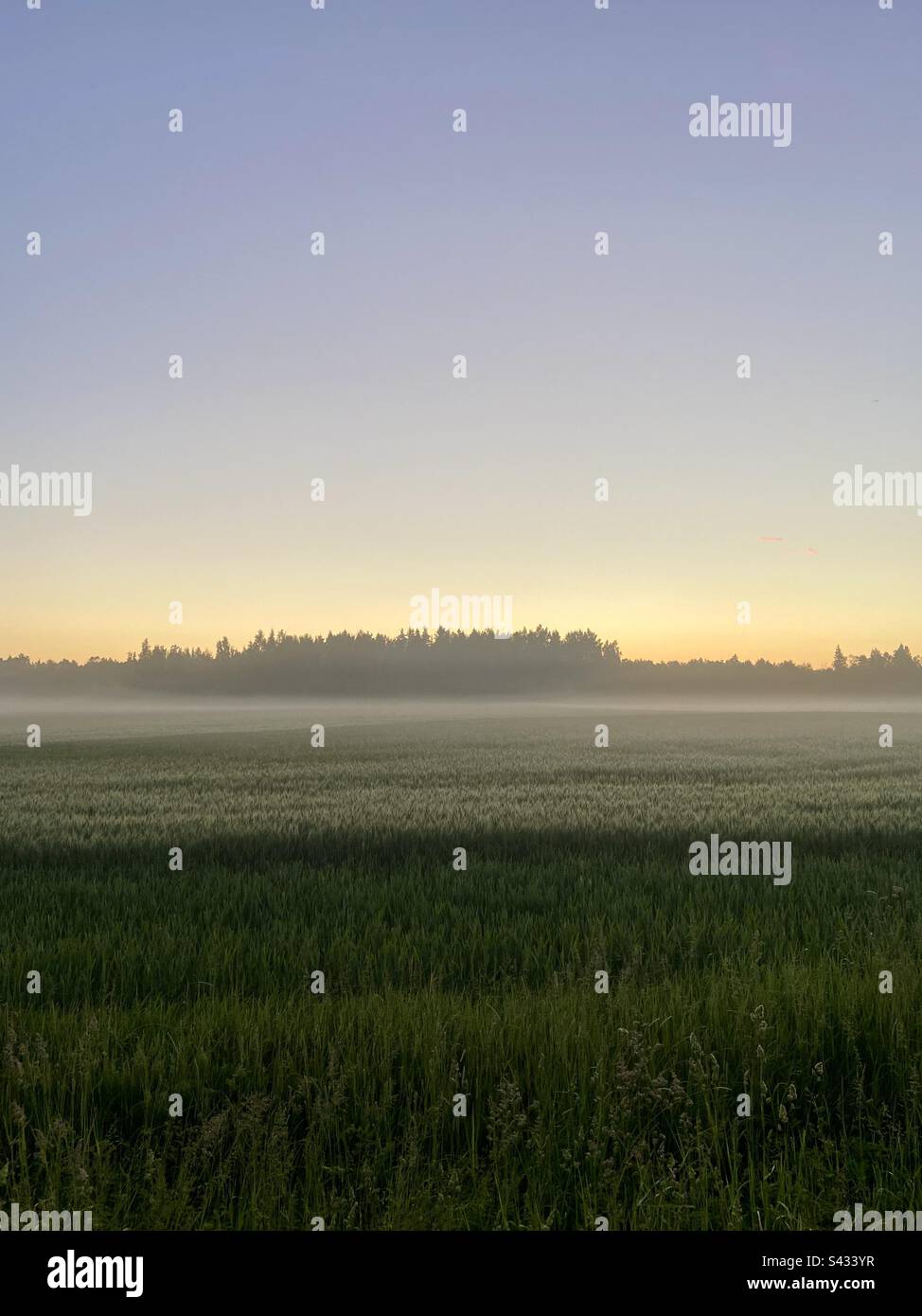 Frühsommer-Blick in Lettland, Wald weiter entfernt mit einigen Feldfrüchten vorne, es gibt auch etwas Nebel in der Luft. Stockfoto