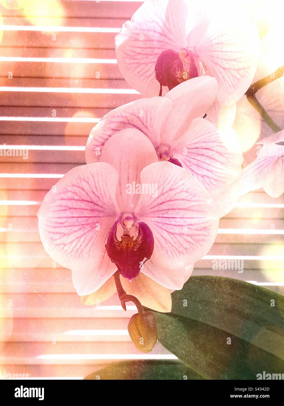 Frühlingsorchideenblüten mit einem Filter - Smartphone-aufgenommenes Stockfoto