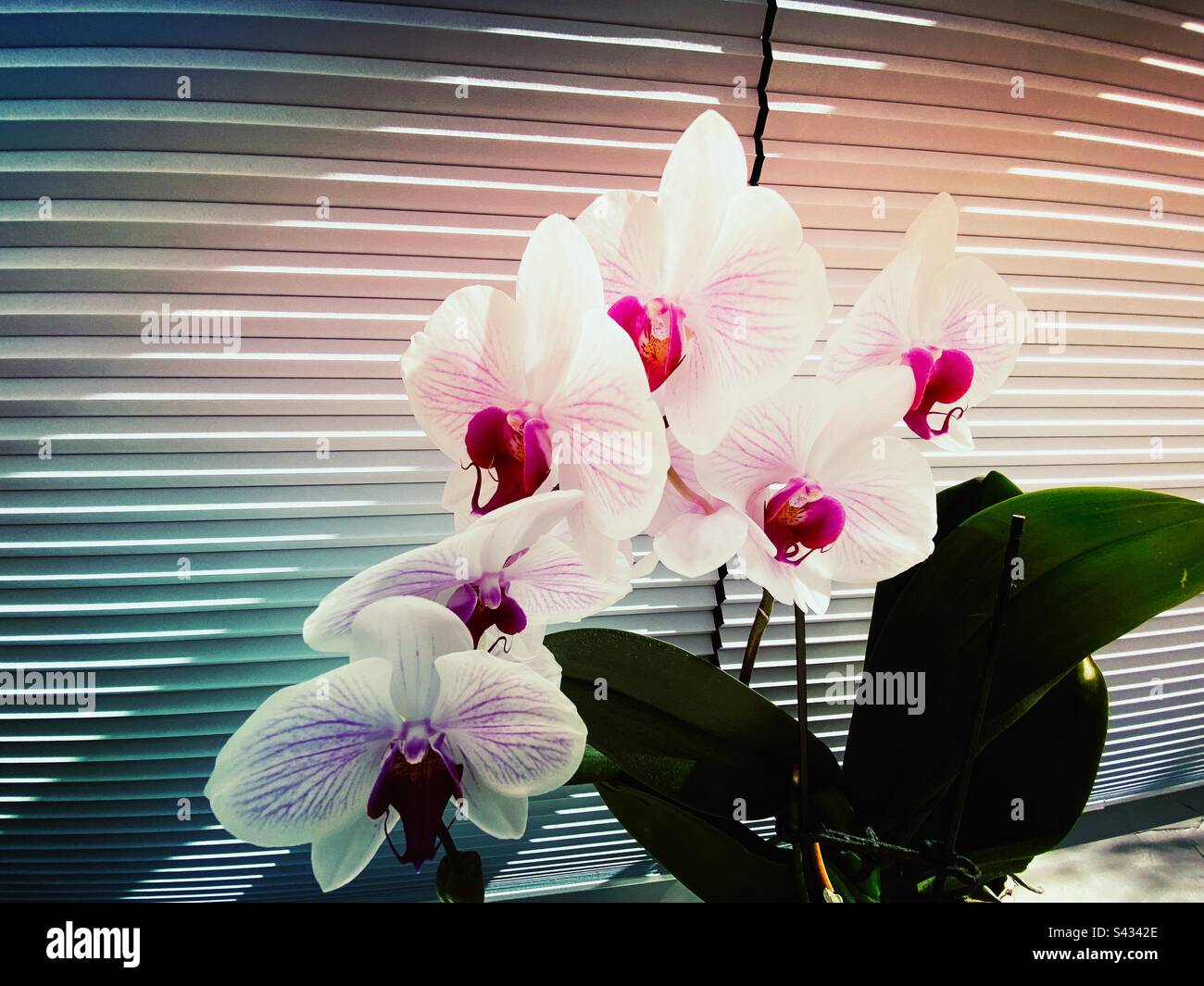 Orchideenblüten mit einem Filter - Smartphone-aufgenommenes Stockfoto