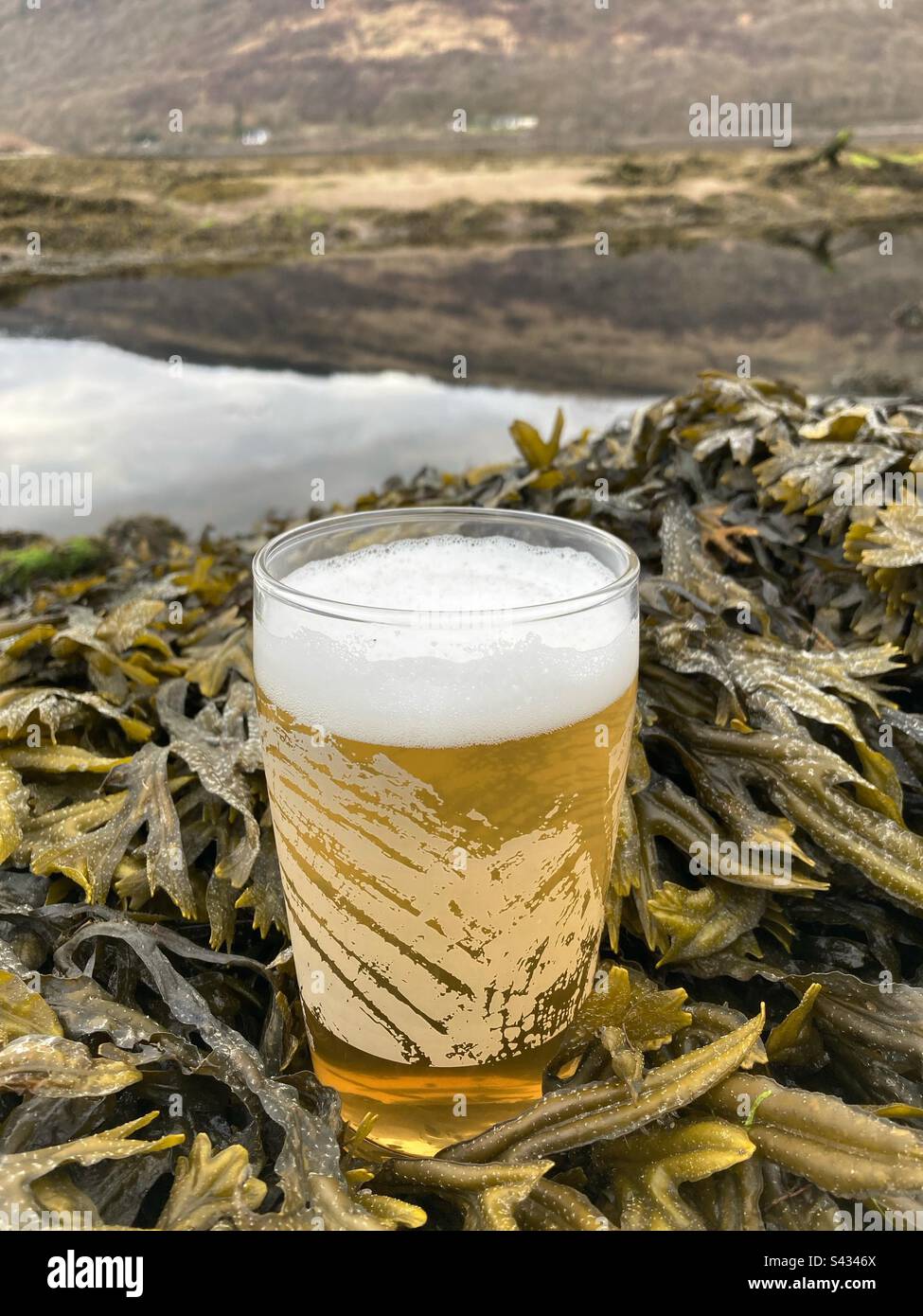 Ein Glas Bier von Fyne Ales Brewery, das in Seetang/Seetang am Ufer von Loch Fyne, Schottland, steht Stockfoto