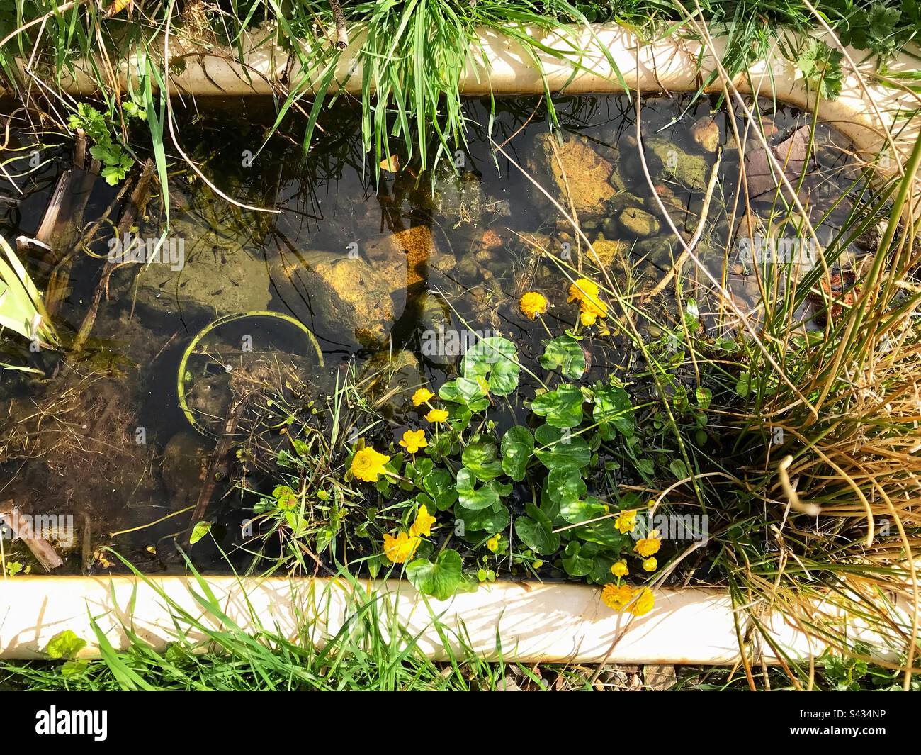 Gartenteich aus einer alten Badewanne mit Wasserpflanzen und Kaulquappen April UK - Smartphone-aufgenommenes Stockfoto