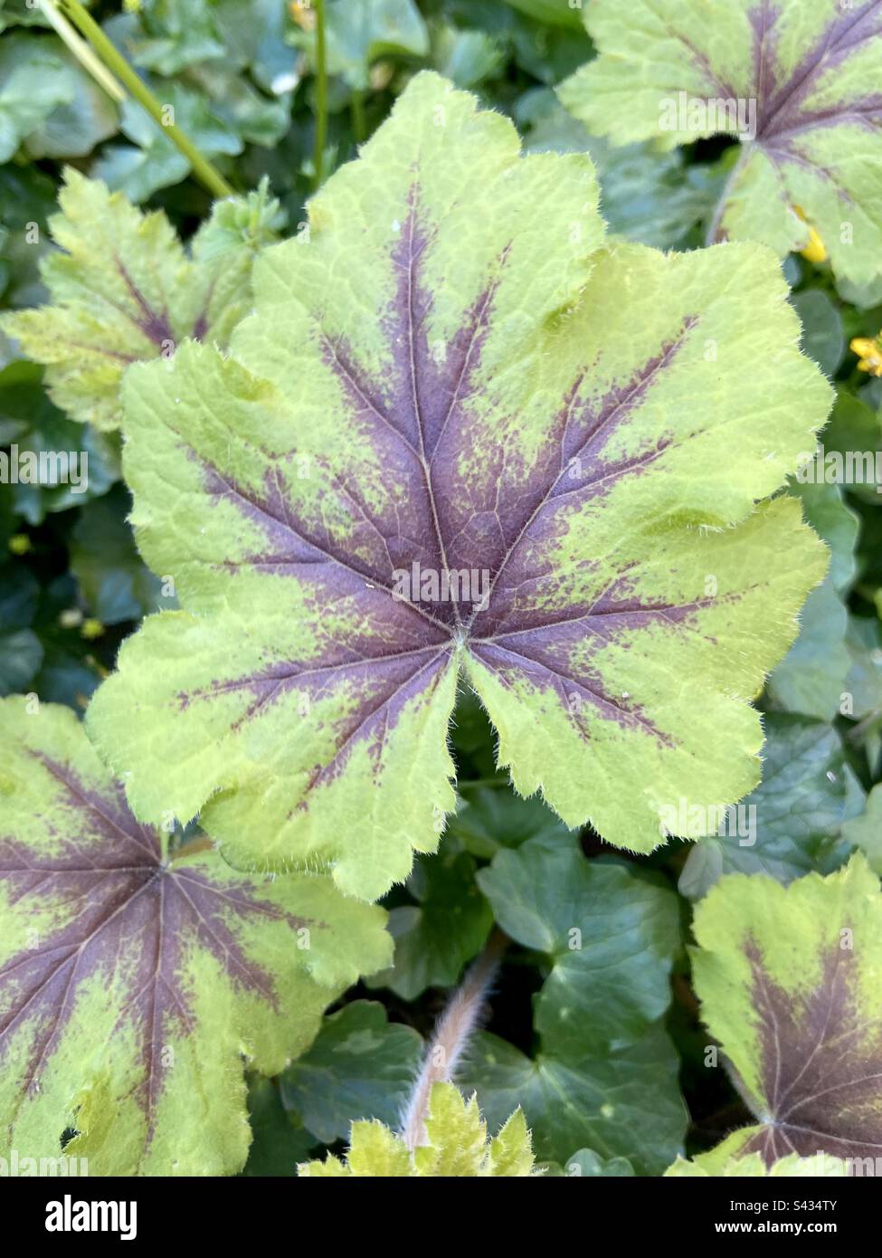 Heuchera gartenpflanze Fotos und Bildmaterial in hoher Auflösung Alamy