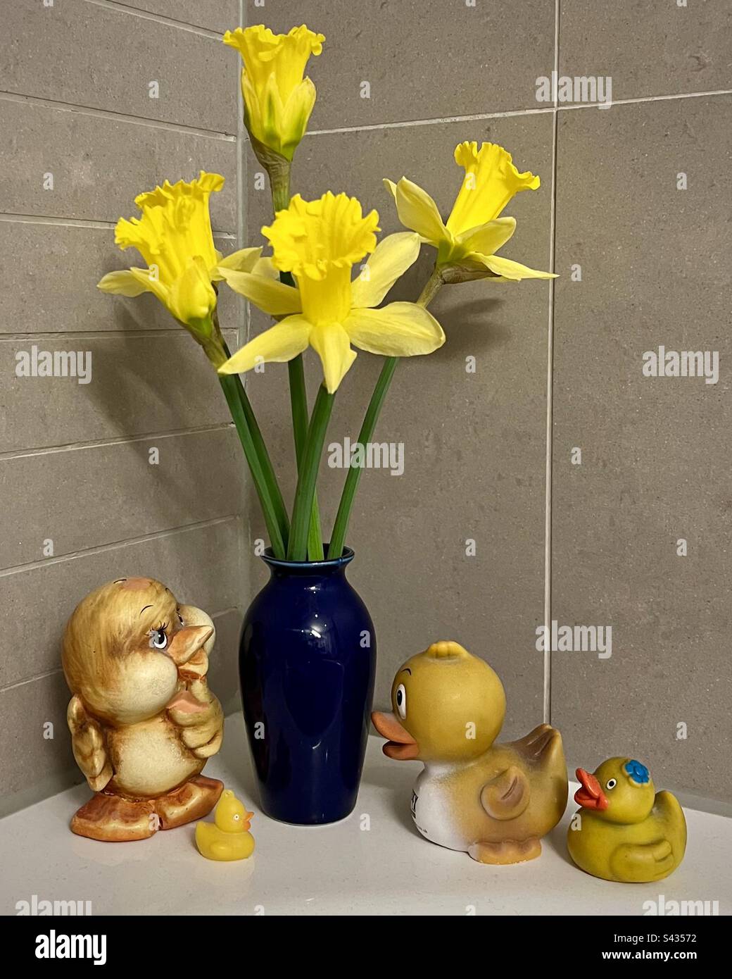 Stillleben im Badezimmer. Narzissen in blauer Vase und gelben Gummienten Stockfoto