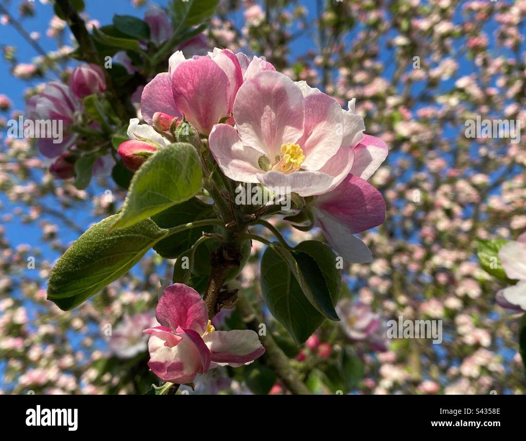 Apfelblüte beginnt im Mai in England zu blühen Stockfoto