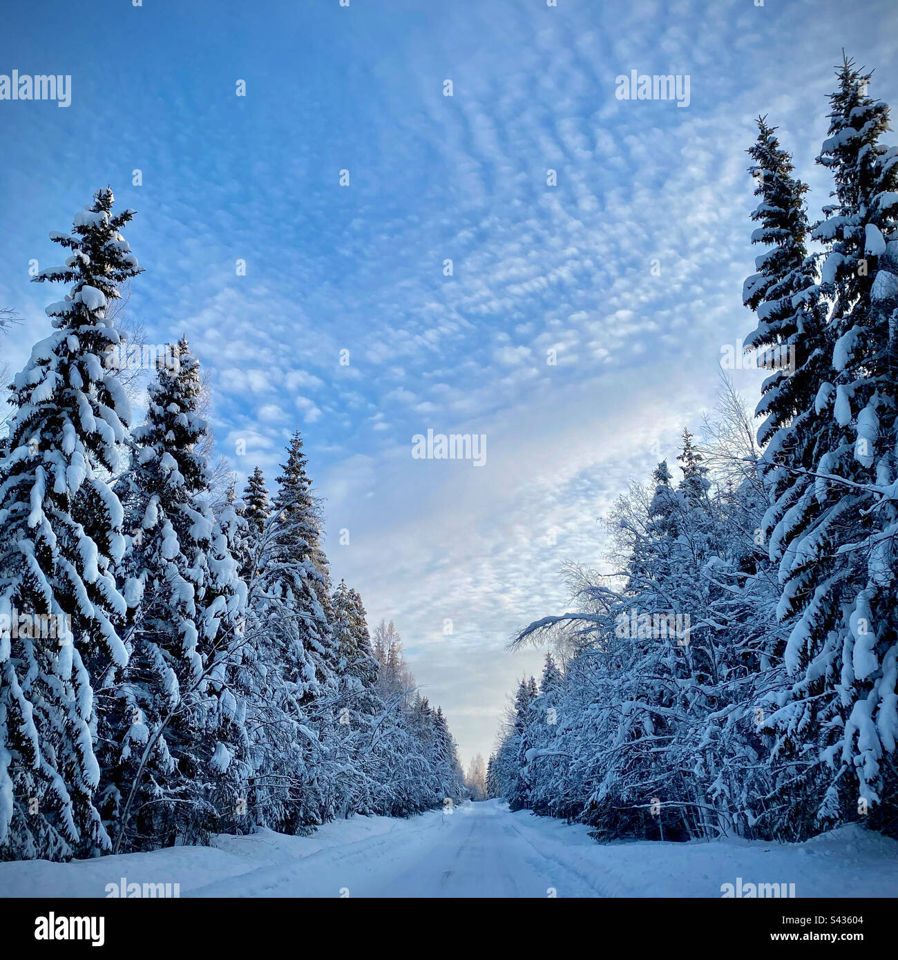 Eine abgelegene Landstraße durch einen gefrorenen Wald im tiefen Winter im subarktischen Kreis von Kajaani in Finnland Stockfoto