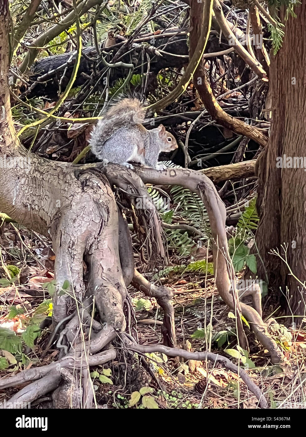 Eichhörnchen im Wald - Smartphone-aufgenommenes Stockfoto