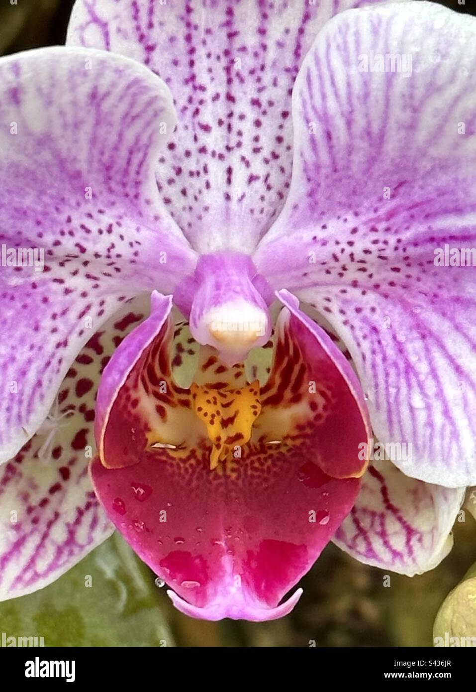 Nahaufnahme von rosa Orchidee - Smartphone-aufgenommenes Stockfoto