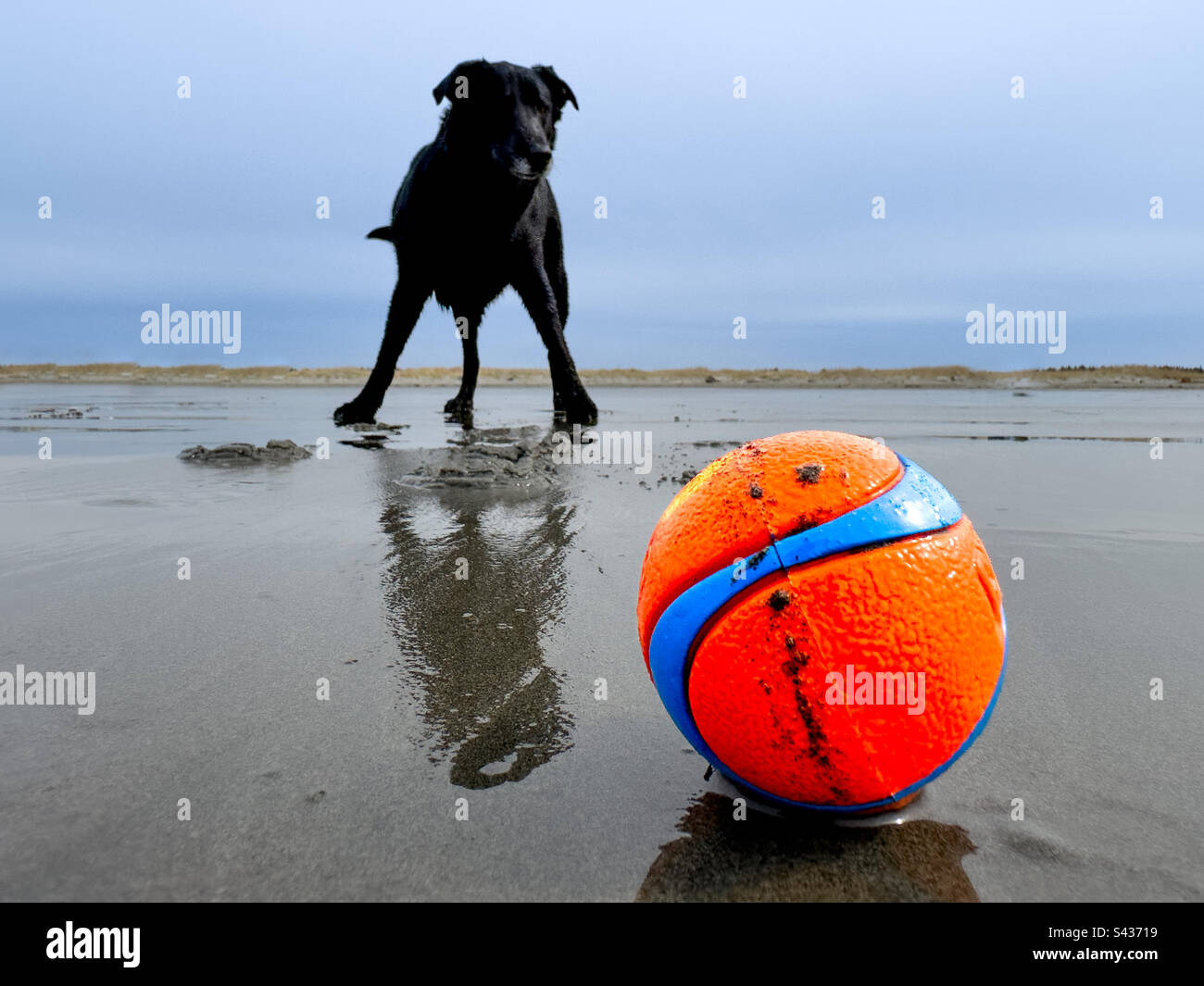 Ein Hund, der Spaß am Strand hat und Fetch spielt - Smartphone-aufgenommenes Stockfoto
