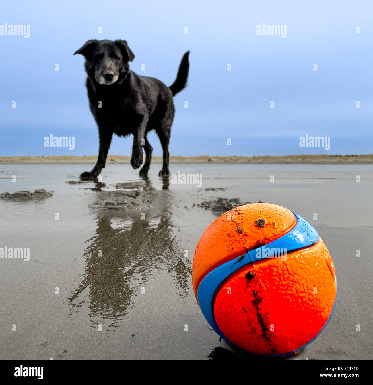 Der Hund freute sich auf ein Fetch-with-Ball-Spiel am Strand - Smartphone-aufgenommenes Stockfoto