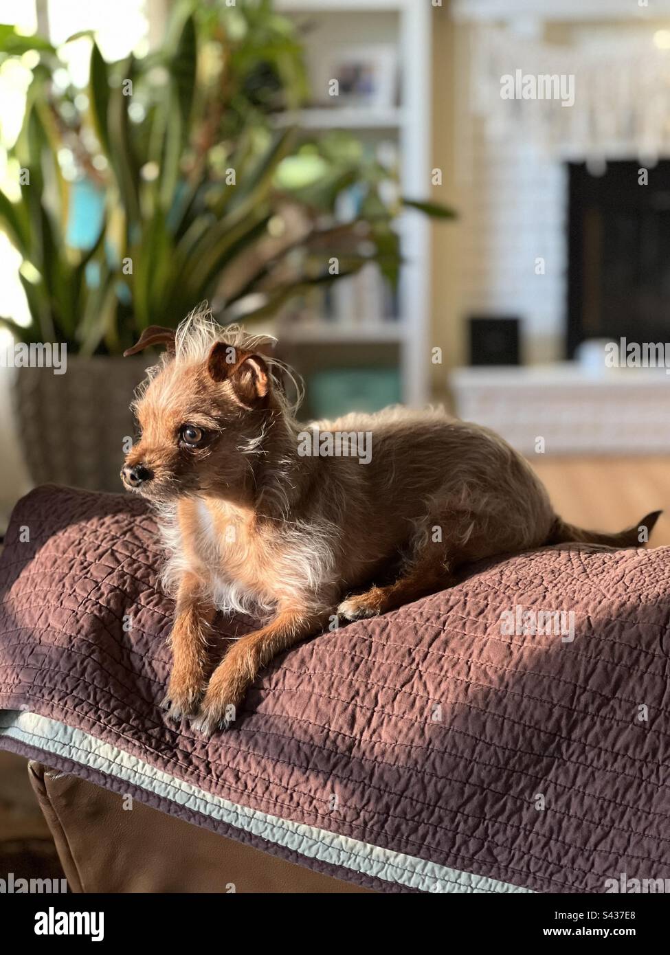 Süßer Hund, der über das Leben nachdenkt Stockfoto