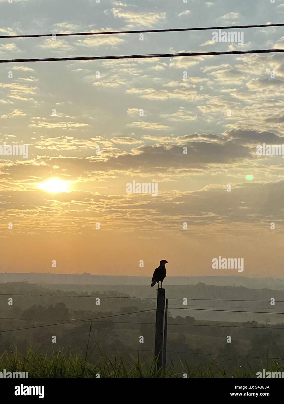 Sunrise und der Falke. Stockfoto