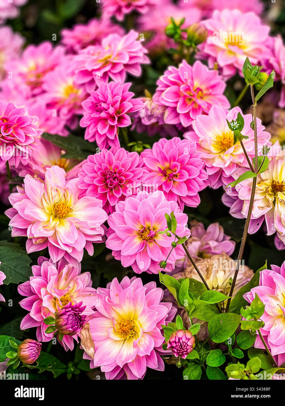 Schöne rosa Dahlien Stockfoto