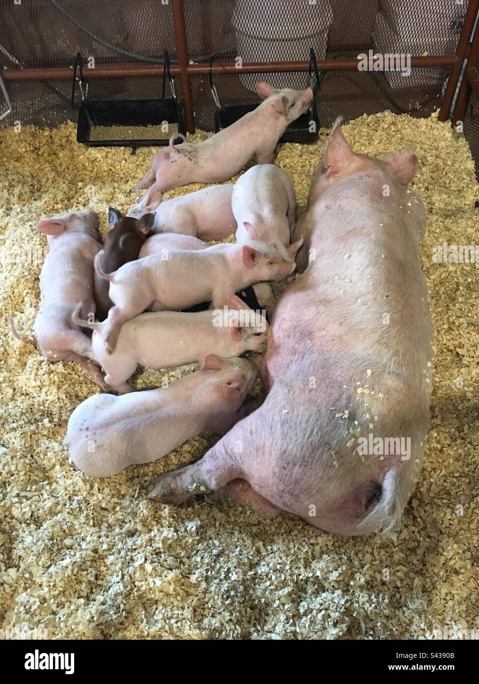 Mama Schwein mit Babyschweinen auf der Durham Fair in Durham, Connecticut. Die größte Landwirtschaftsmesse von Connecticut. In einer Scheune mit viel Heu. - Smartphone-aufgenommenes Stockfoto