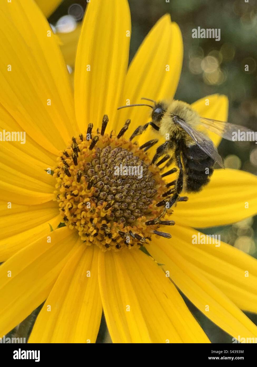 Eine sehr geschäftige Hummel, die ihren Job macht und zur Natur beiträgt - Smartphone-aufgenommenes Stockfoto