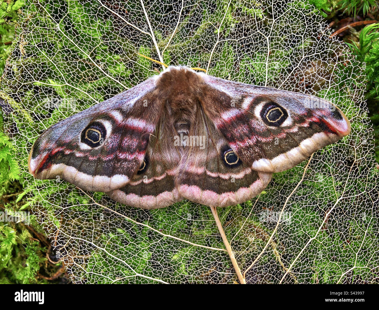 Kaisermotte (Saturnia pavonia) Weibchen fotografiert auf einem Blattskelett - Smartphone-aufgenommenes Stockfoto