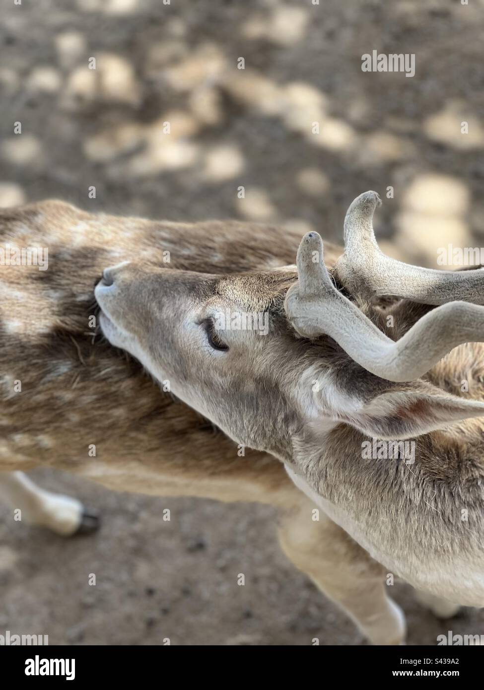 Hirsche lecken ein anderes Hirsch mit Geweih Stockfoto