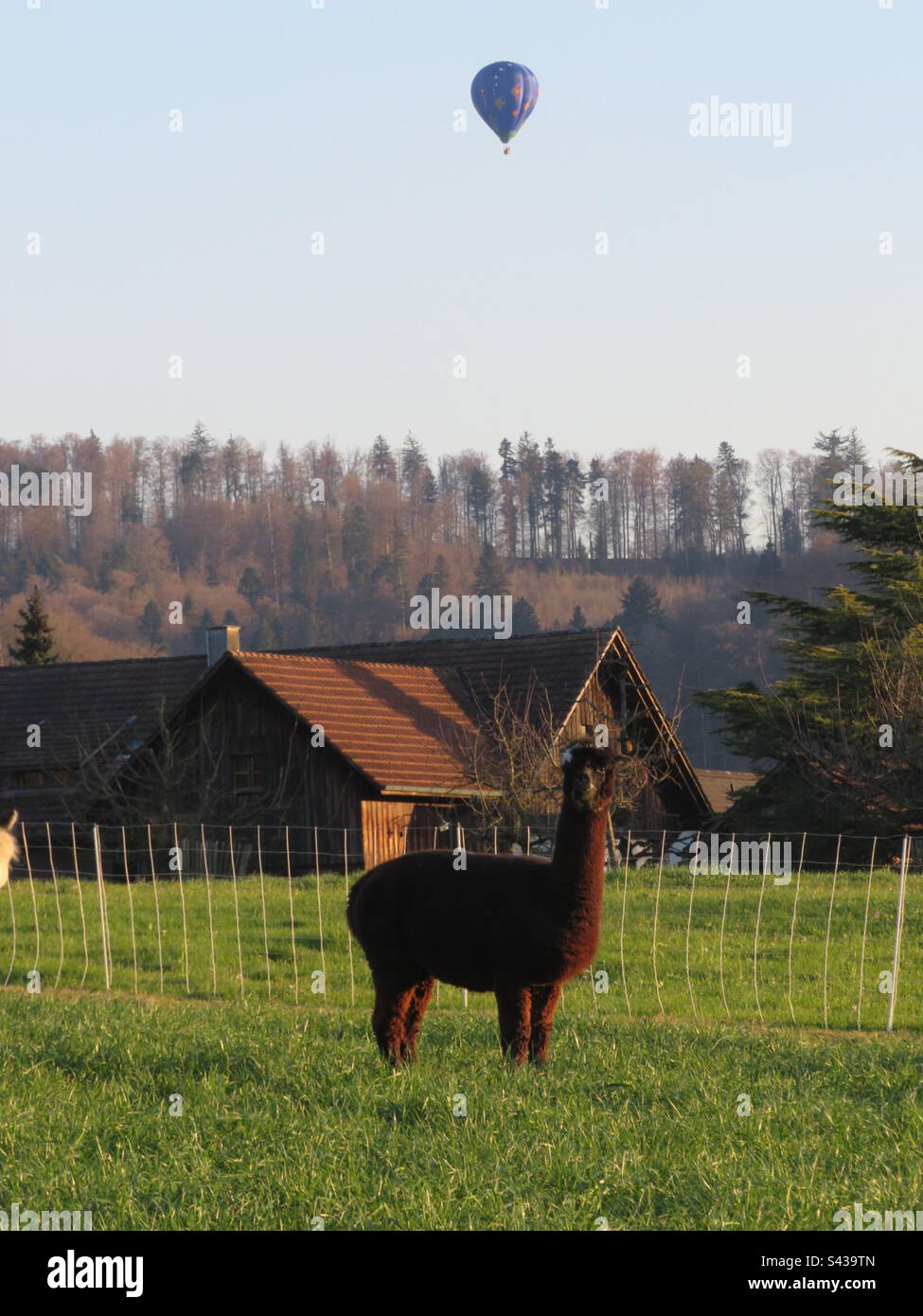 Alpaka und Baloon! - Smartphone-aufgenommenes Stockfoto
