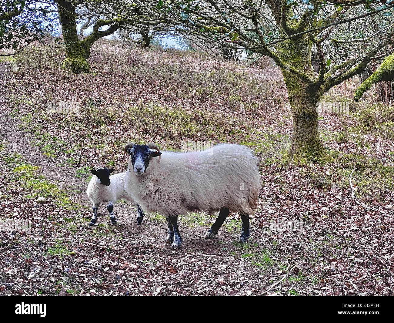 Wilde Schafe und Lammbabys auf einem Pfad in den Quantock Hills, Somerset, England Stockfoto