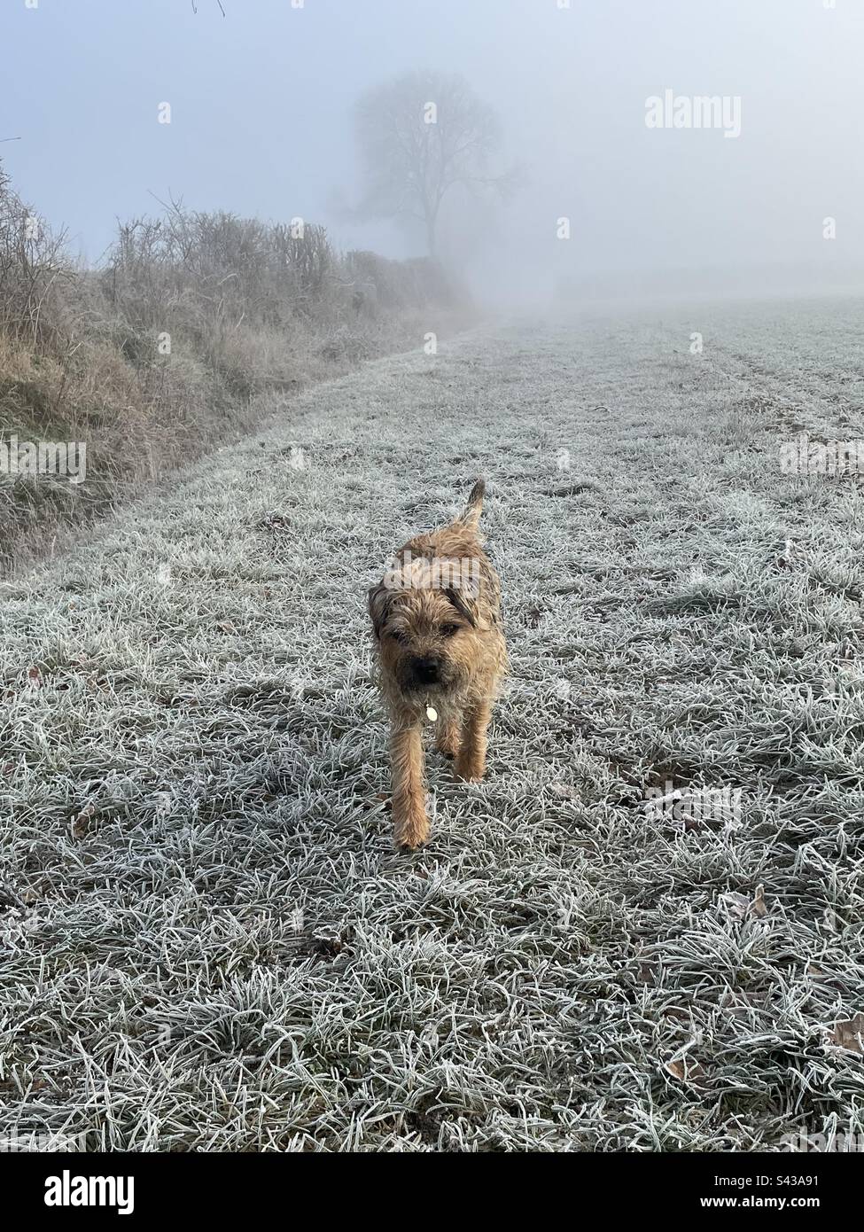 Morgenspaziergang Hund Stockfoto