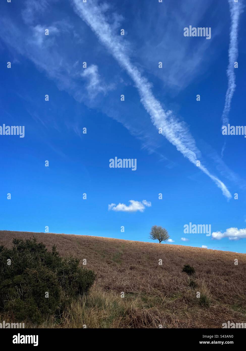 Einzelner Baum auf einem Hügel mit ein paar weißen Wolken und Dampfpfaden in einem blauen Himmel, April. - Smartphone-aufgenommenes Stockfoto