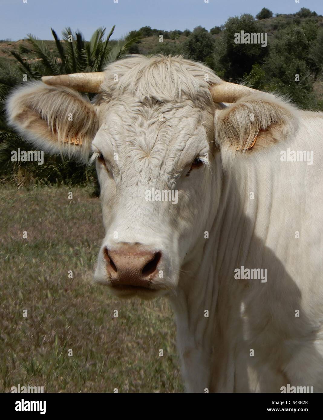 Porträt einer Kuh auf der Weide in Südspanien im Frühling 2023 Stockfoto