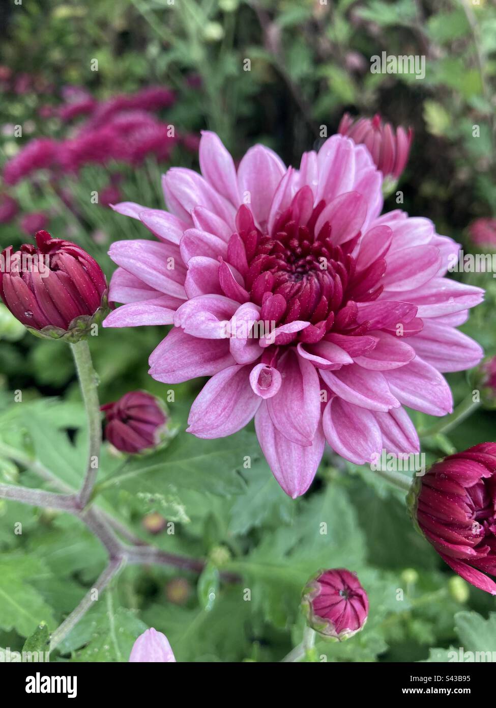 Wunderschöne pinkfarbene Dahlien im Bendigo Conservatory. Stockfoto