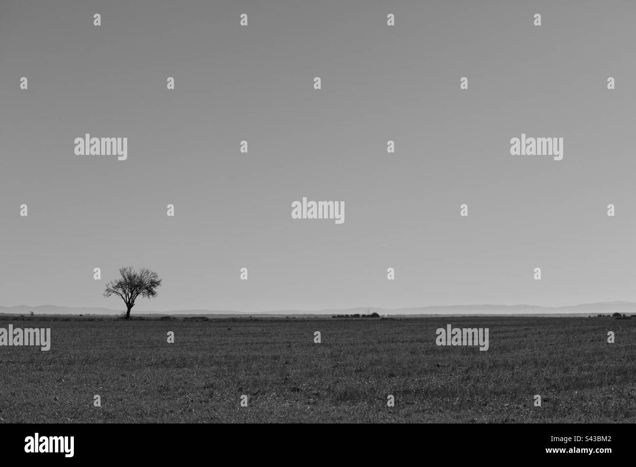 Einfache Baumlandschaft in Schwarz-Weiß. Minimalistische Fotografie Stockfoto