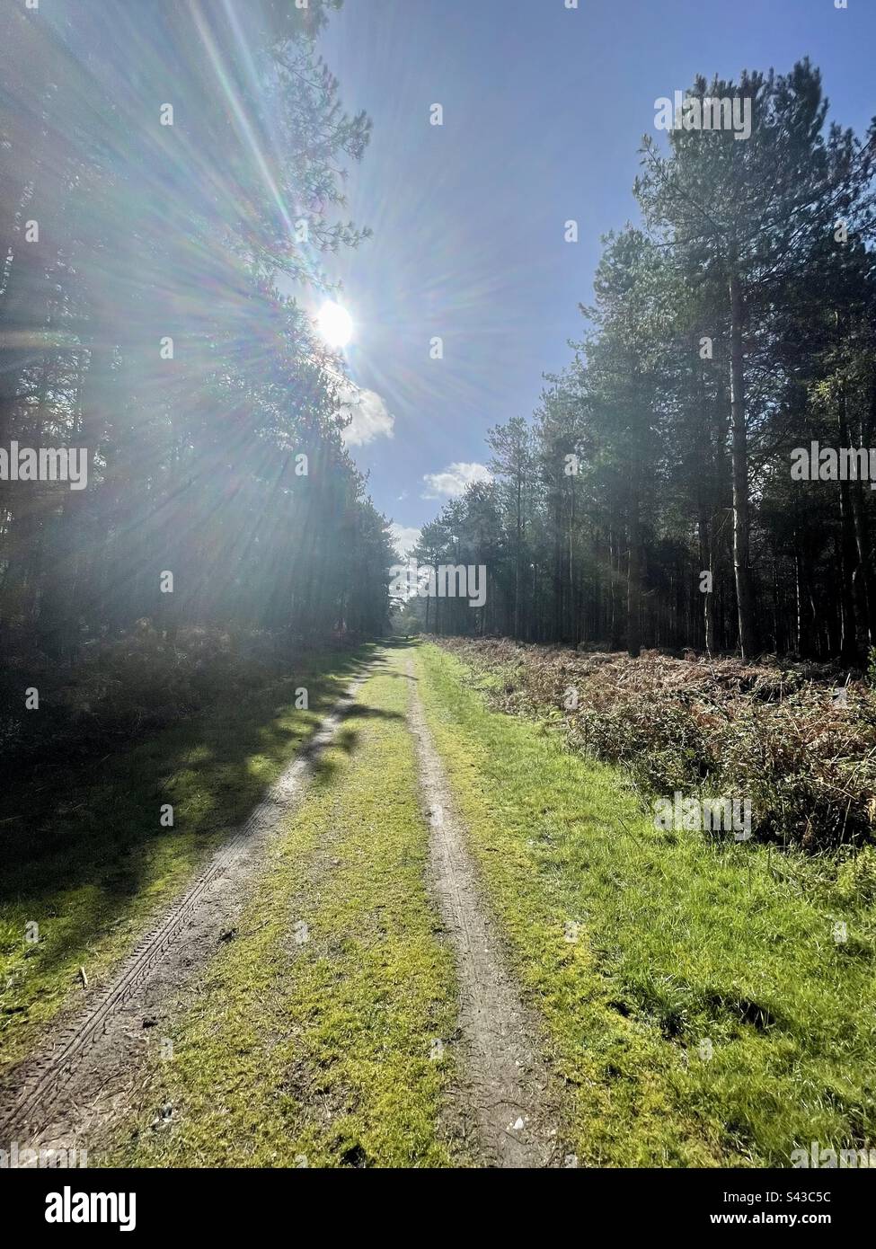 Heller Sonnenschein im Wald. Stockfoto