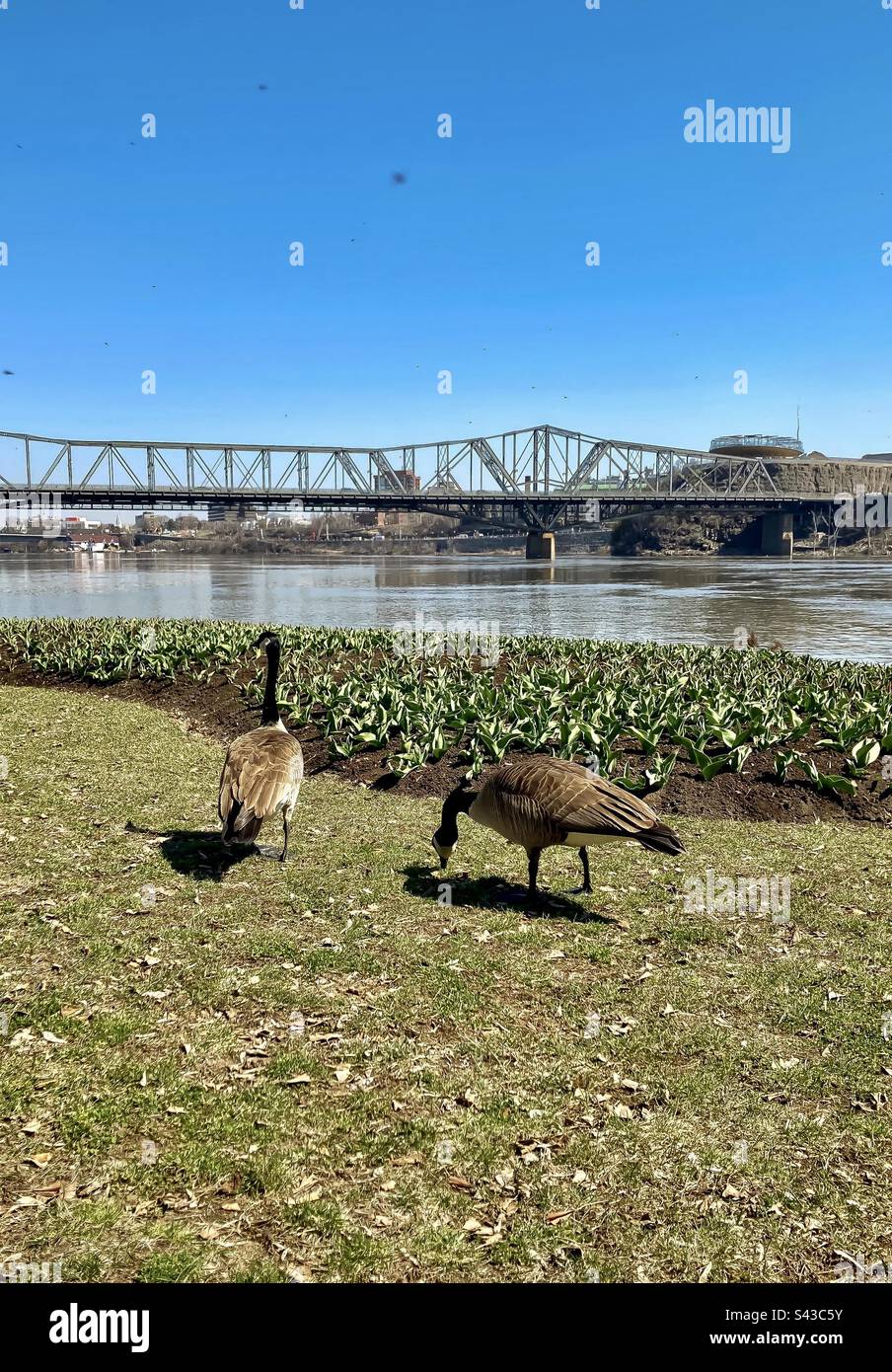 Zwei kanadische Gänse, die neben einem Tulpenbeet grasen, mit dem Ottawa River und der Alexandra-Brücke im Hintergrund. Stockfoto