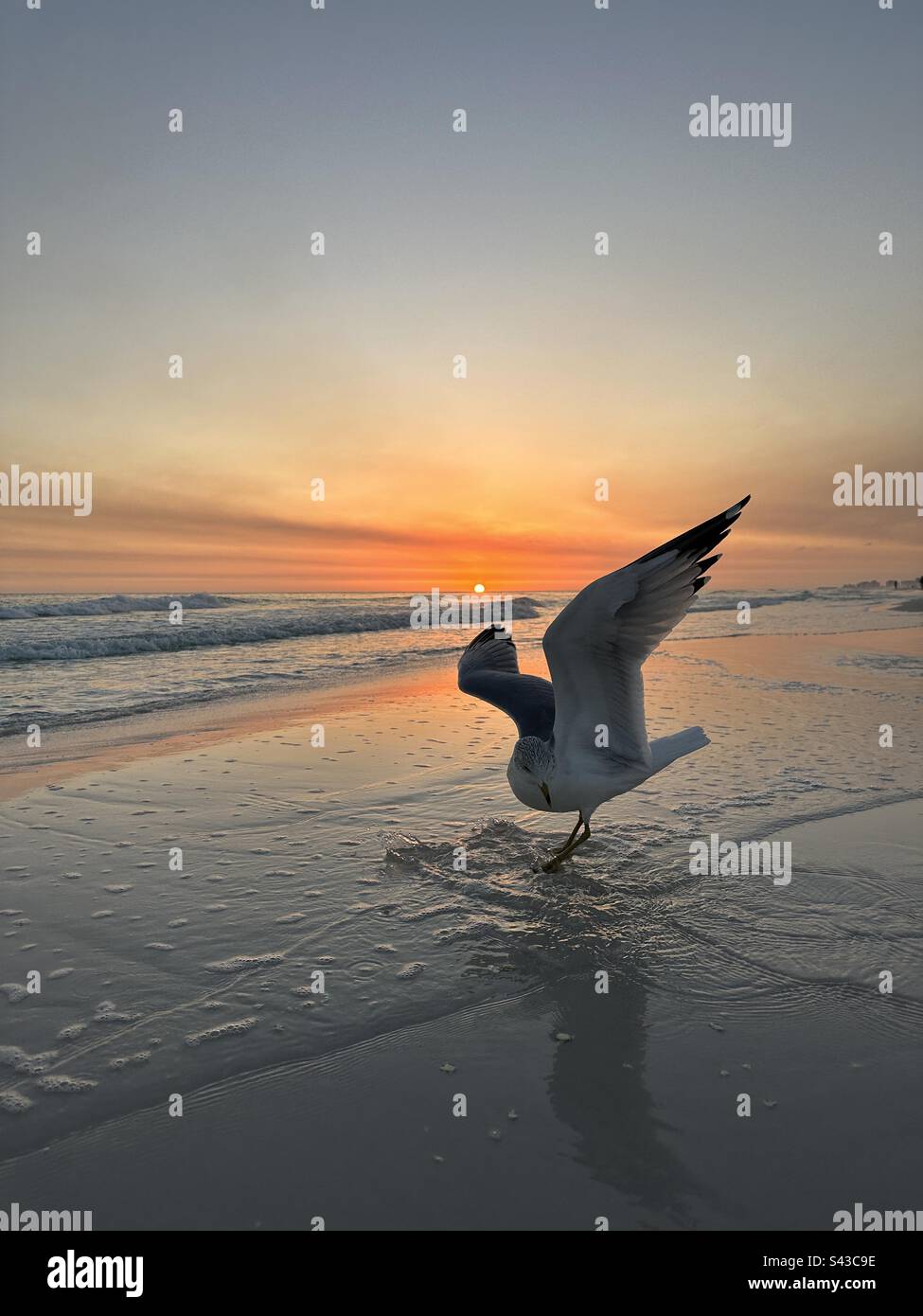 Möwen mit Flügeln bei Sonnenuntergang am Strand Stockfoto