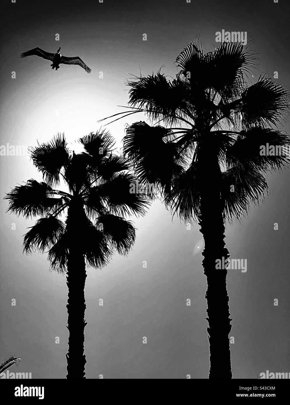 Zwei Palmen mit Pelikan - schwarz und weiß Stockfoto