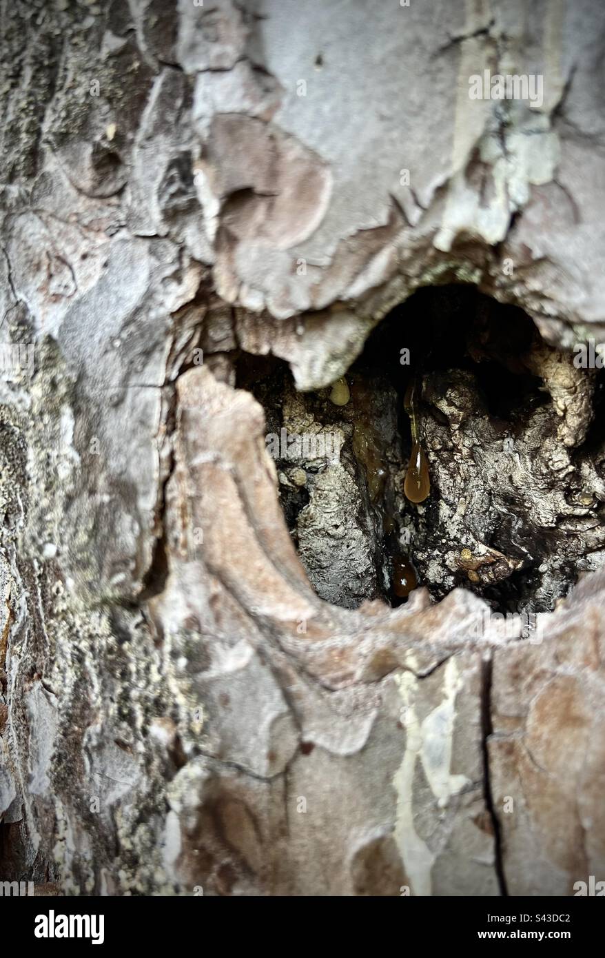 In einer Pinienrinde, sichtbares Harz, das einen Tropfen macht. - Smartphone-aufgenommenes Stockfoto